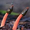 Stinkhorns (Phallus rubicundus)<br />Canon EOS 6D + EF400 F5.6L